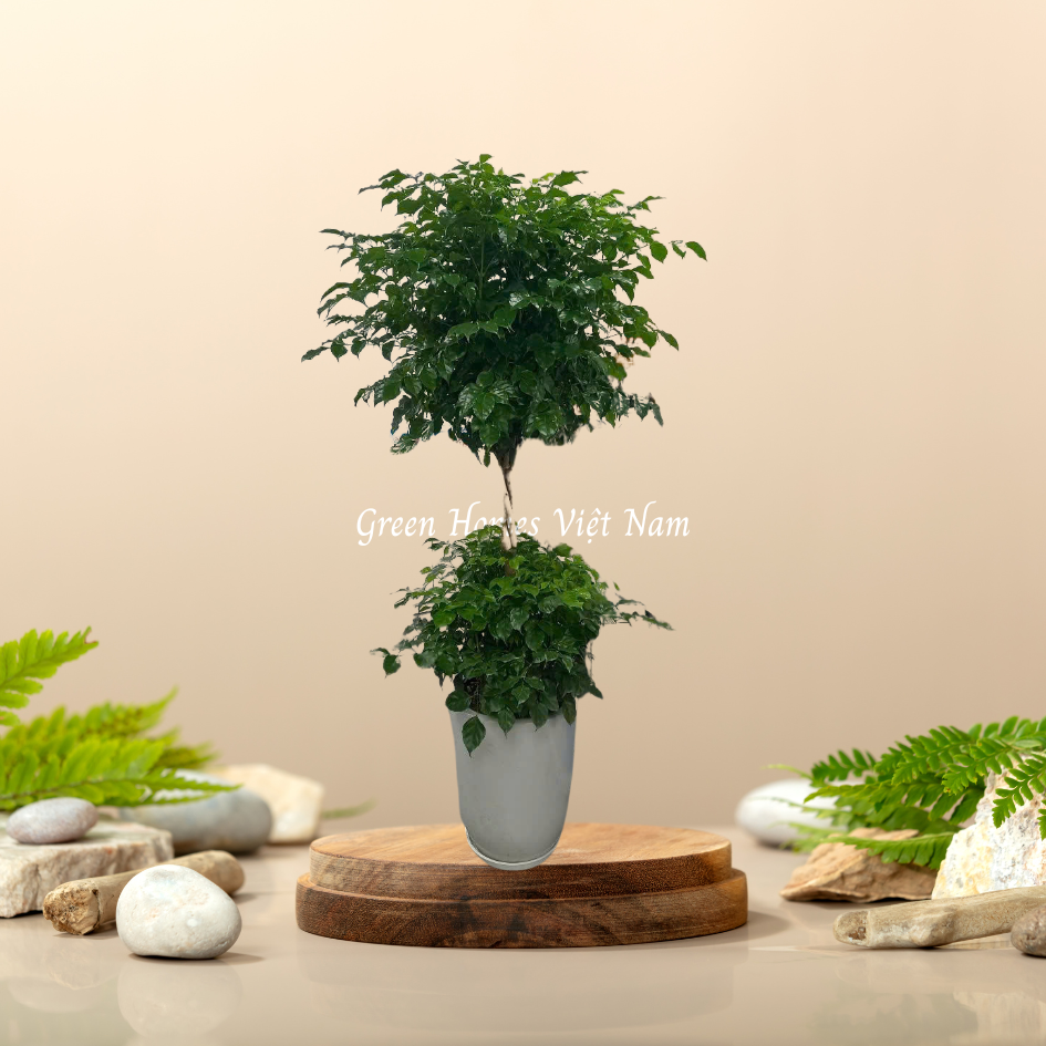 Cây Hạnh Phúc Hai Tầng